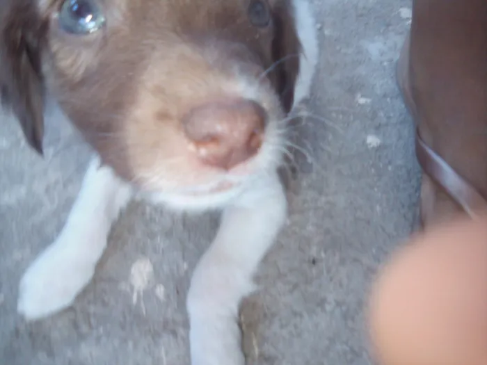 Cachorro ra a Indefinida idade 2 a 6 meses nome Billy e loki