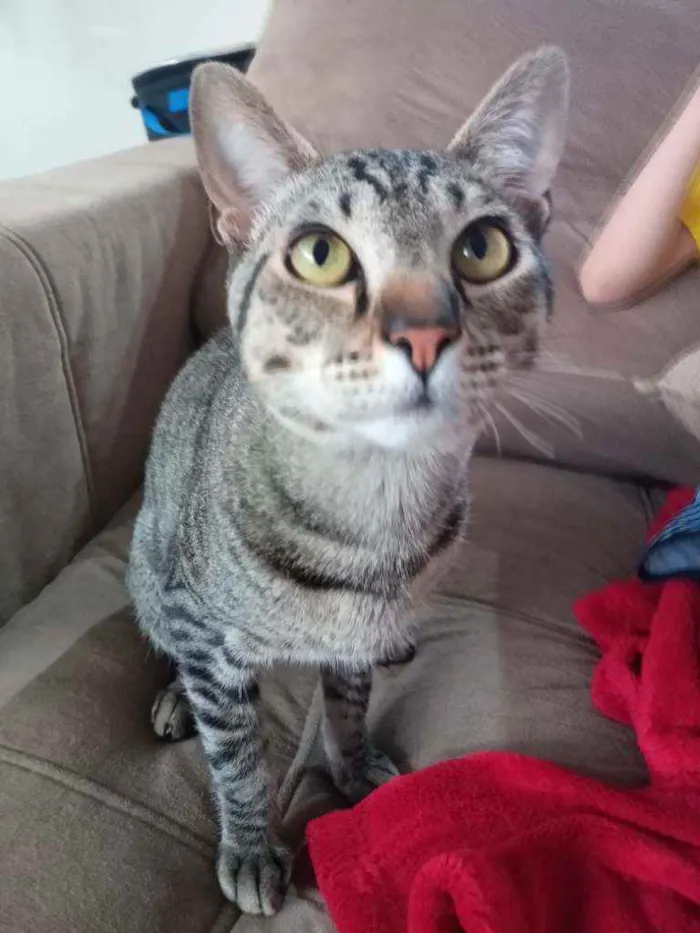 Gato raça Indefinida idade 7 a 11 meses nome Dom