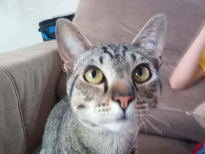 Gato raça Indefinida idade 7 a 11 meses nome Dom