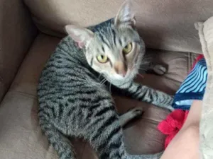 Gato raça Indefinida idade 7 a 11 meses nome Dom