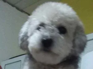 Cachorro raça Mestiço poodle idade 4 anos nome Pandinha