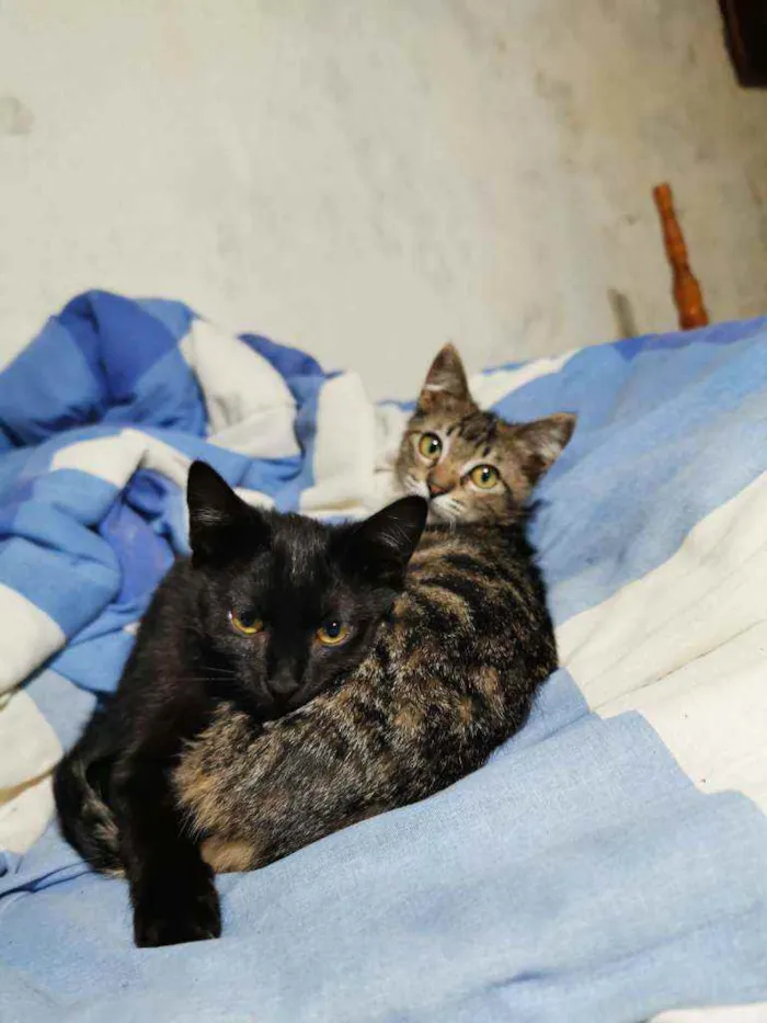 Gato raça Sem raça definida  idade 2 a 6 meses nome Fofinha& Cheirosinha