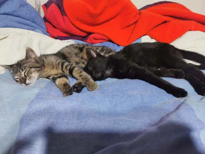 Gato raça Sem raça definida  idade 2 a 6 meses nome Fofinha& Cheirosinha