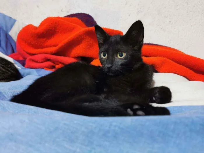 Gato raça Sem raça definida  idade 2 a 6 meses nome Fofinha& Cheirosinha