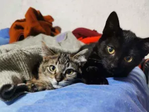 Gato raça Sem raça definida  idade 2 a 6 meses nome Fofinha& Cheirosinha