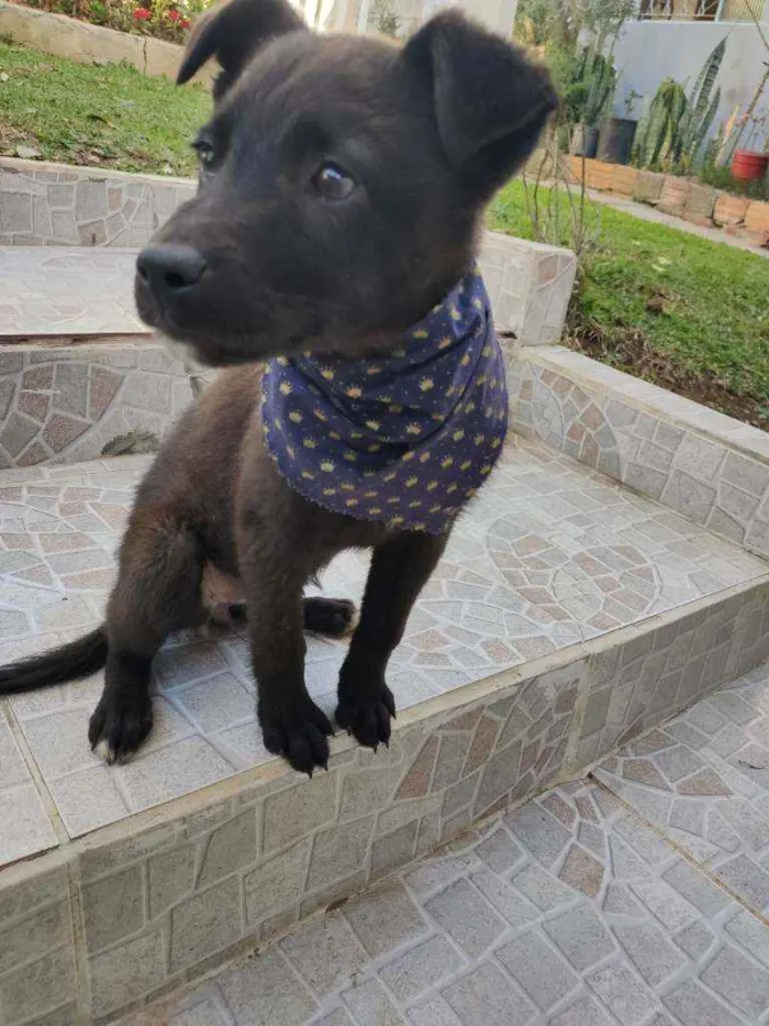 Cachorro ra a Vira lata idade 2 a 6 meses nome Cacau