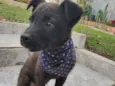 Cacau