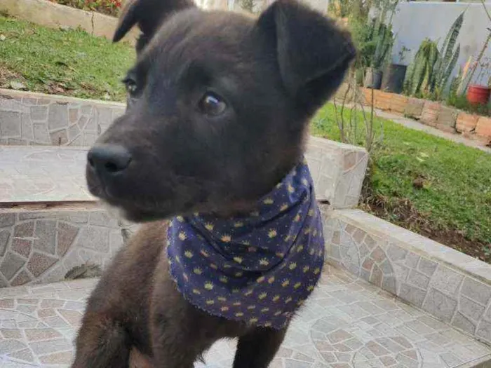 Cachorro ra a Vira lata idade 2 a 6 meses nome Cacau