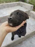 Cacau