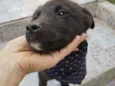 Cacau