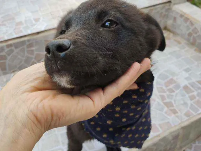 Cachorro ra a Vira lata idade 2 a 6 meses nome Cacau