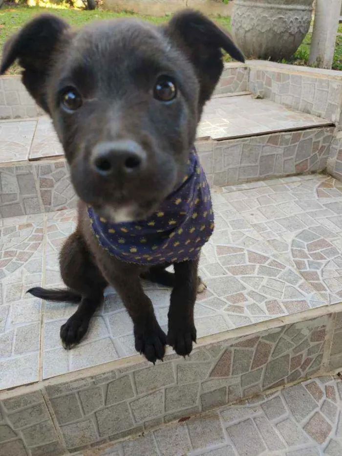 Cachorro ra a Vira lata idade 2 a 6 meses nome Cacau