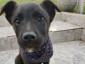 Cachorro raça Vira lata idade 2 a 6 meses nome Cacau