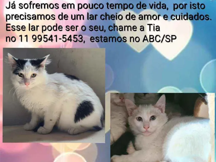 Gato ra a Srd idade 2 a 6 meses nome Bento e Benta