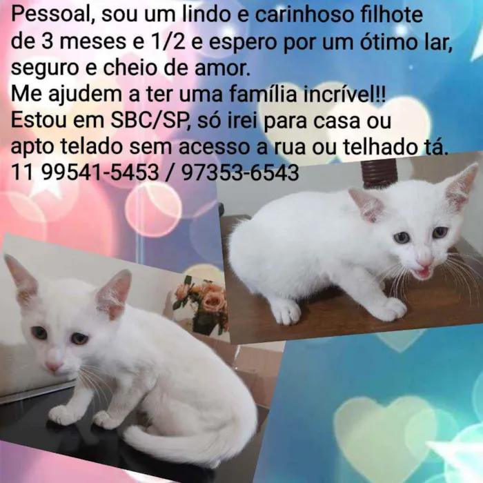 Gato ra a Srd idade 2 a 6 meses nome Floquinho