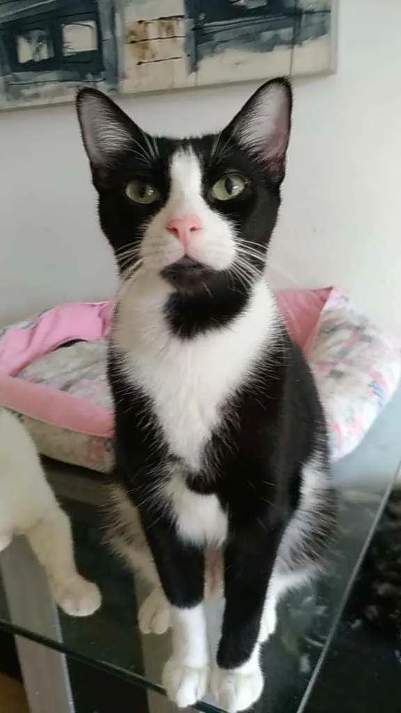 Gato ra a Srd idade 3 anos nome Joao