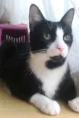 Joao