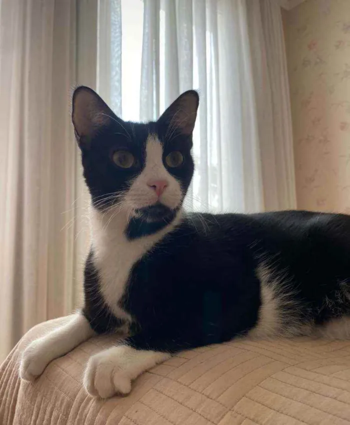 Gato ra a Srd idade 3 anos nome Joao