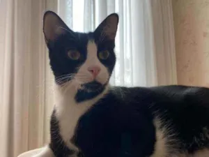 Gato raça Srd idade 3 anos nome Joao