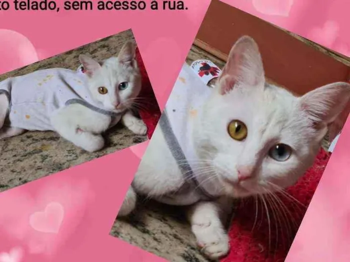 Gato ra a Srd idade 7 a 11 meses nome Marie