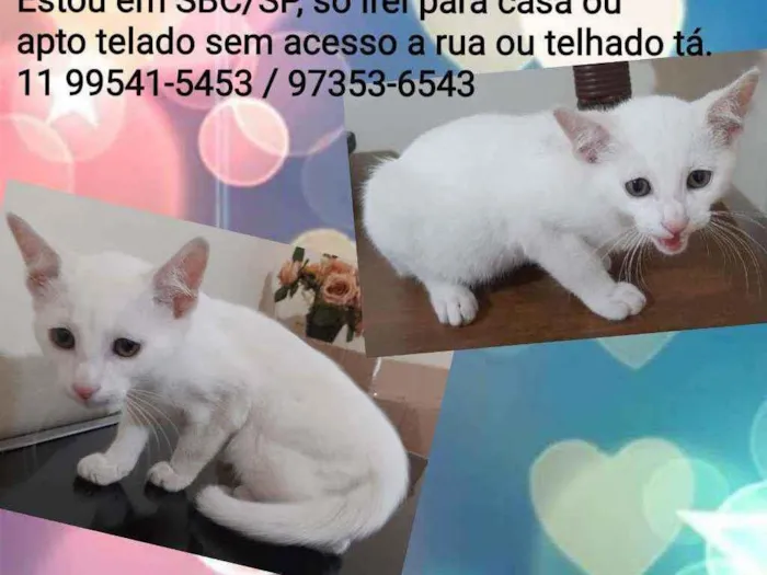 Gato ra a Srd idade 2 a 6 meses nome Floquinho