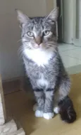 Elvis