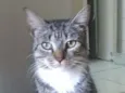 Elvis