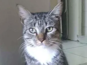 Gato raça Srd idade 1 ano nome Elvis