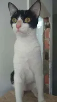 Safira