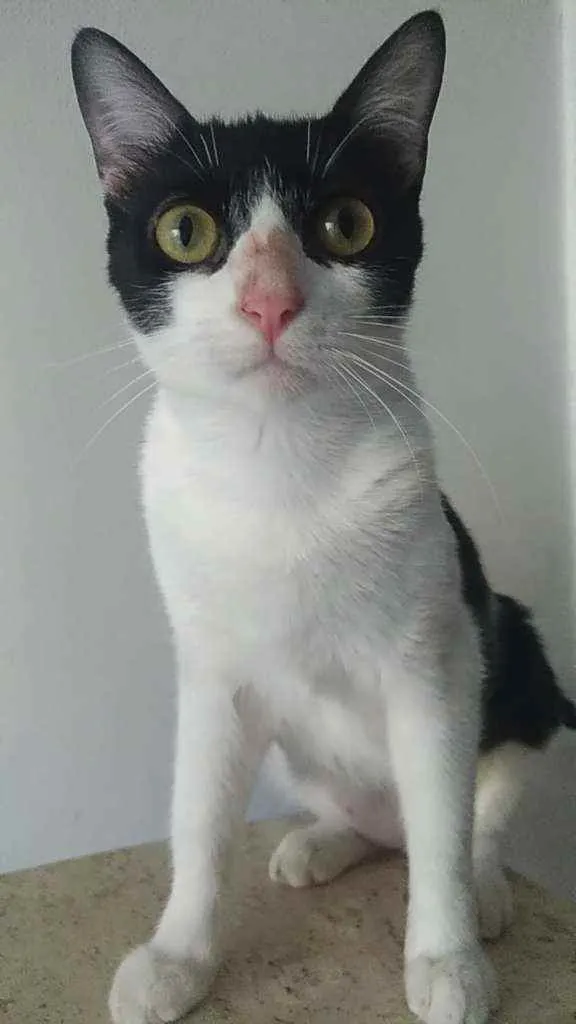 Gato ra a Srd idade 7 a 11 meses nome Safira