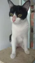 Safira