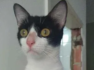 Gato raça Srd idade 7 a 11 meses nome Safira