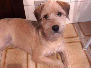 Cachorro raça Srd idade 1 ano nome Nina