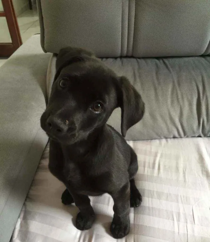 Cachorro raça Srd idade 2 a 6 meses nome Malu