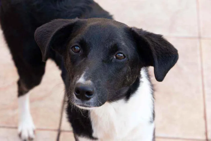 Cachorro raça Srd idade 1 ano nome Jasmine