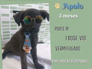 Cachorro raça Srd idade 2 a 6 meses nome Apollo