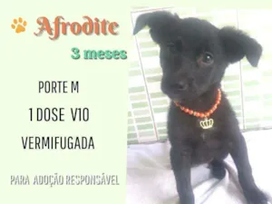Cachorro raça Srd idade 2 a 6 meses nome Afrodite