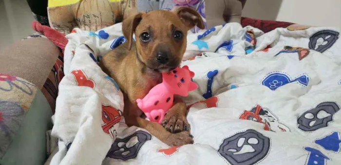 Cachorro raça Srd idade Abaixo de 2 meses nome Hashi