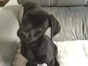 Cachorro raça Srd idade 2 a 6 meses nome Malu
