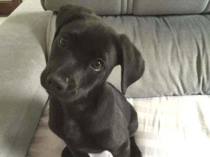 Cachorro raça Srd idade 2 a 6 meses nome Malu
