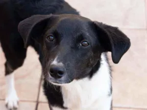 Cachorro raça Srd idade 1 ano nome Jasmine