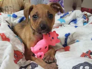 Cachorro raça Srd idade Abaixo de 2 meses nome Hashi