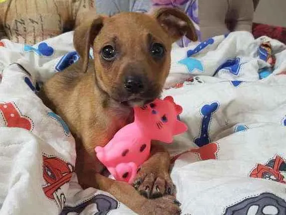 Cachorro raça Srd idade Abaixo de 2 meses nome Hashi