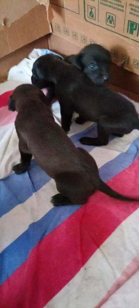 Cachorro ra a  idade Abaixo de 2 meses nome Sem nomes