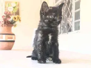 Gato raça SRD idade Abaixo de 2 meses nome Gatinha 