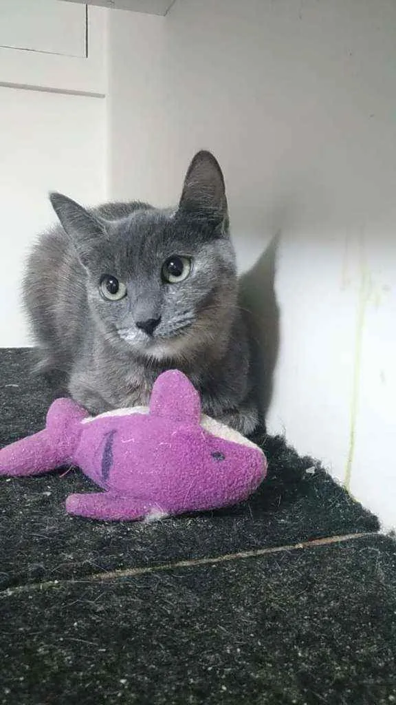 Gato ra a Srd idade 7 a 11 meses nome Yumi