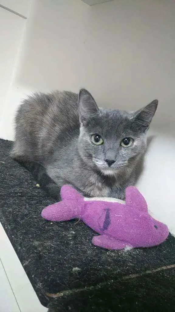 Gato ra a Srd idade 7 a 11 meses nome Yumi