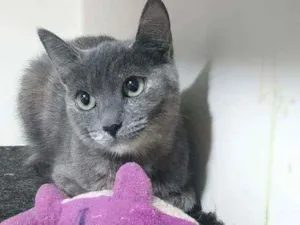 Gato raça Srd idade 7 a 11 meses nome Yumi