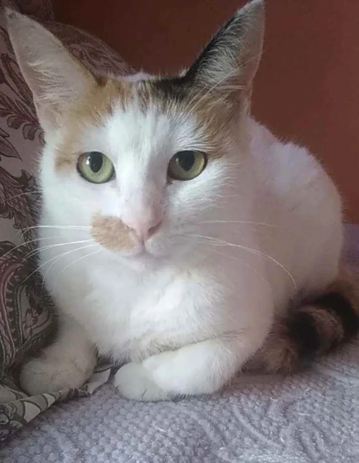 Gato ra a Srd idade 1 ano nome Zara