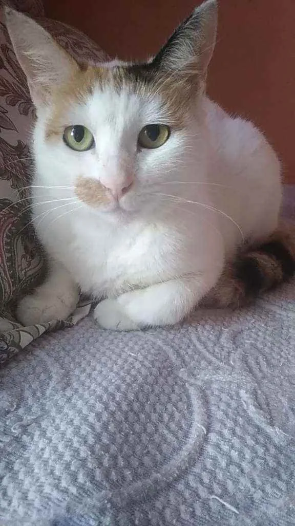 Gato ra a Srd idade 1 ano nome Zara